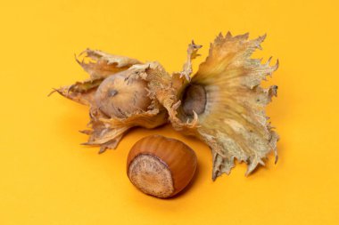 Sarı arka planda taze fındık. Kapat. Corylus.