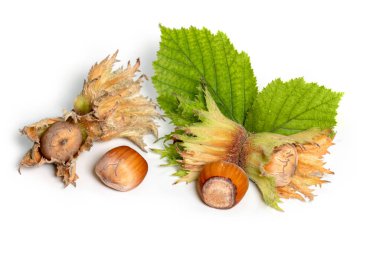 Beyaz arka planda filbert yapraklarıyla izole edilmiş fındıklar. Corylus.