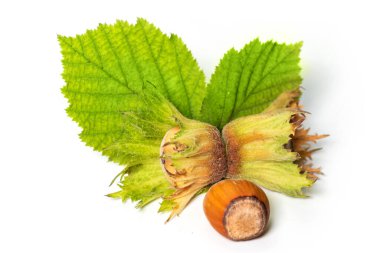 Beyaz arka planda filbert yapraklarıyla izole edilmiş fındıklar. Corylus.