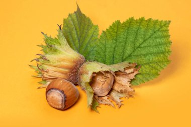Fındıklar sarı arka planda filbert yapraklarıyla izole edilmiş. Corylus.