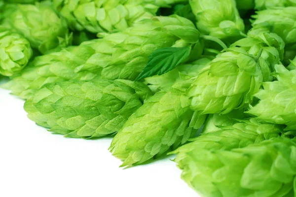 Grüne Frische Hopfenzapfen Für Die Herstellung Von Bier Und Brot — Stockfoto