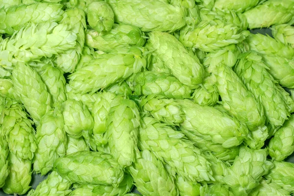 Taze yeşil kozalak. Arkaplan makrosu