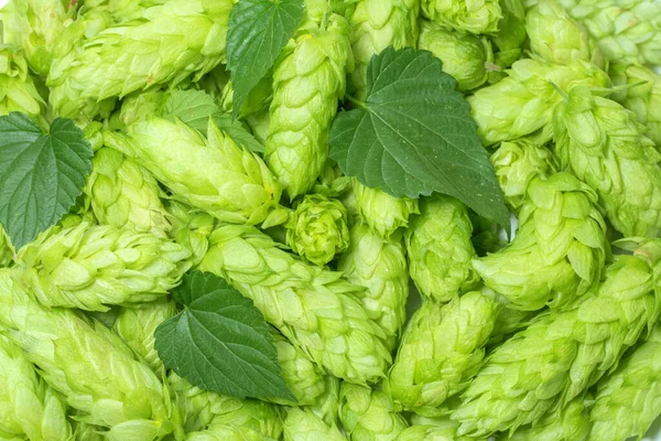 Grüne Reife Hopfenzapfen Mit Blättern Für Brauerei Und Backstube — Stockfoto