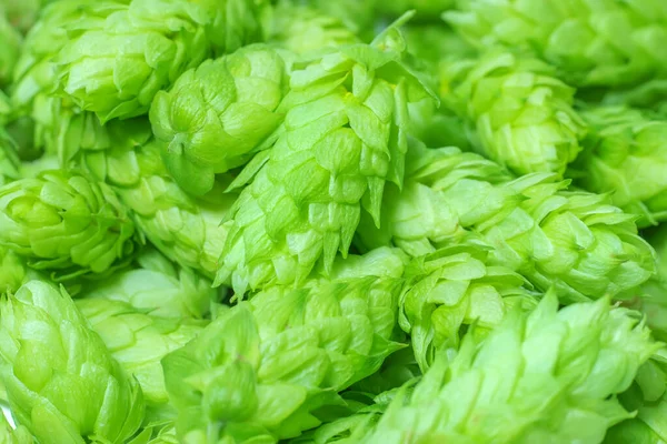 Taze yeşil kozalak. Arkaplan makrosu