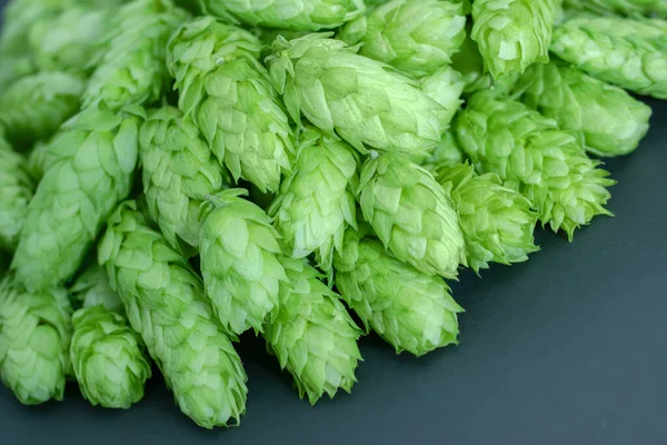 Siyah arka planda yeşil kozalaklar. Taze toplanmış çiçekler bira yapmak için zıplıyor / Yeşil taze kozalaklar