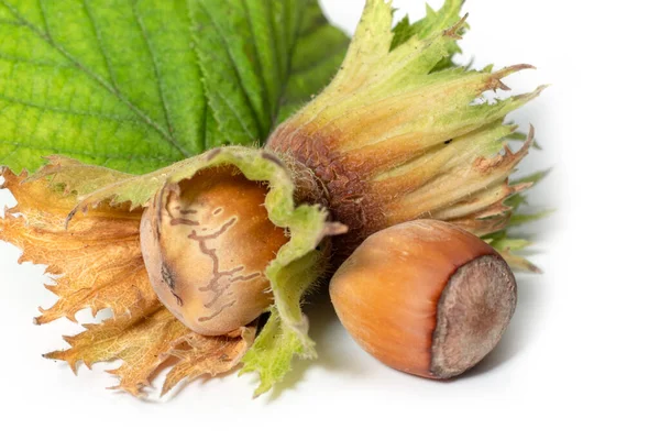 Beyaz arka planda filbert yapraklarıyla izole edilmiş fındıklar. Corylus.