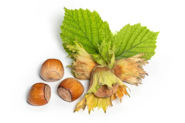 Beyaz arka planda yeşil yapraklı bir grup fındık. Corylus.