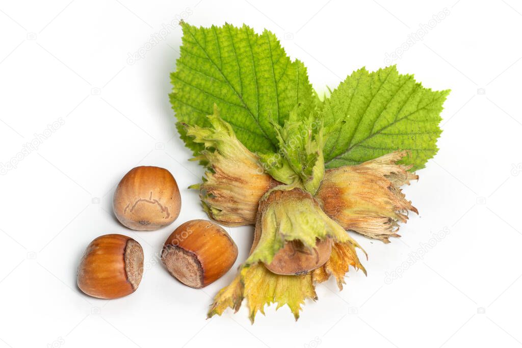 Group of hazelnuts with green leaves isolated on white background. Corylus