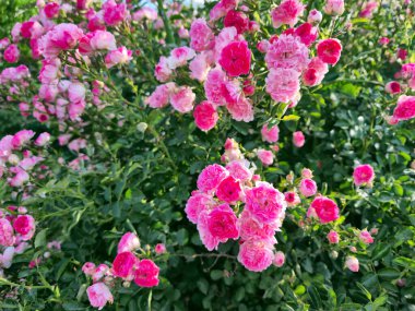 Gün batımı bahçesinde çalıların üzerinde küçük pembe güller. Pembe güller açıyor..