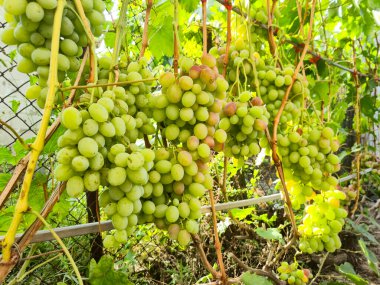 Güneşli bir günde çalılıklarda sallanan beyaz üzümler.