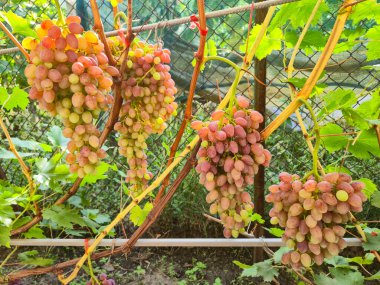 Sarmaşıktan sarkan olgun kırmızı ya da mor üzümlerin yakın çekim görüntüsü. Üzümler tombul, yuvarlak ve canlı, kırmızımsı pembeden koyu mora yumuşak bir doğal eğimle.
