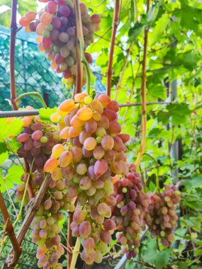 Sarmaşıktan sarkan olgun kırmızı ya da mor üzümlerin yakın çekim görüntüsü. Üzümler tombul, yuvarlak ve canlı, kırmızımsı pembeden koyu mora yumuşak bir doğal eğimle.
