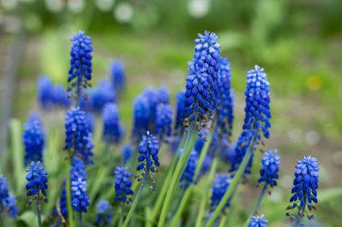 Muscari çiçekleri, Muscari armeniacum, Üzüm Sümbüller bahar çiçekleri nisan ve mayıs aylarında çiçek. Mavi çiçekli Muscari armeniacum bitkisi.