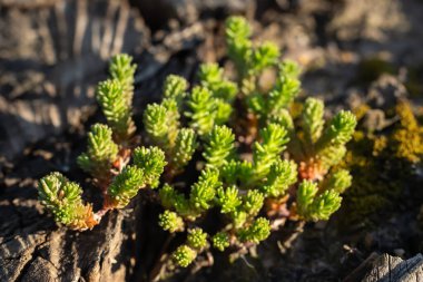 Sedum sexangulare, Crassulaceae familyasından bir bitki türü. Avrupa 'da yaygın,