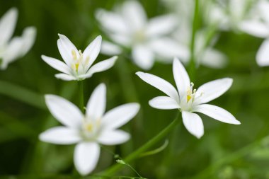 Ornithogalum çiçekleri. Bahar bahçesinde güzel çiçekler.