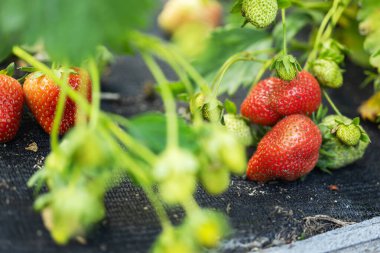 Meyve veren çilek, olgun kırmızı ve olgunlaşmamış yeşil çilekler.