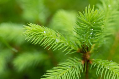 Parlak yeşil filizleri olan genç bir ladin dalının yakın çekimi. Fotoğrafta kozalaklı ağaçta yeni bir mevsimin ve büyümenin başlangıcını simgeleyen taze bahar büyümesi sergileniyor..