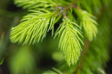 Bir ladin dallarında yeşil, genç iğneler. Parlak yeşil iğneli genç ladin dalı.