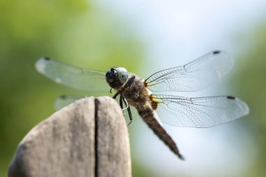 Yusufçuk ağaç dalına tünemiş, kuru odun ve doğa arka planı,