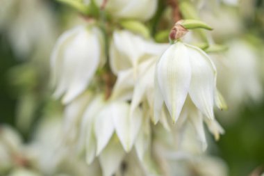Botanik bahçesinde beyaz çiçeklerle paniğe kapılmış Yucca filamentosa enfeksiyonları..