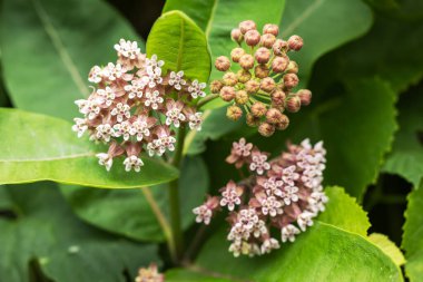 Asclepias syriaca. Sıradan bir yosunun yeşil çiçek tomurcukları.