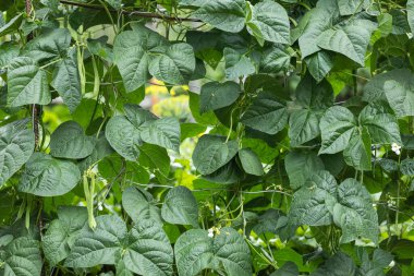 Bezelye. Bezelyeli bezelye. Uzun yeşil fasulyeler. Baklagiller bahçede tarım tohumu hasat ediyorlar..