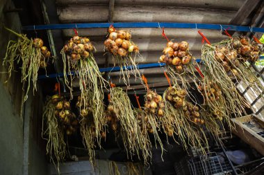 Kurutmak için sallanan taze soğanlar.,