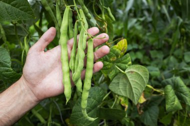 Vigna unguiculata aynı zamanda inek ismiyle de bilinir. Bezelye, bezelye, kuşkonmaz fasulyesi ve yeşil fasulyeli fasulye. Genellikle yenebilir fasulye olarak kullanılan bitkinin üzerine asılmış.