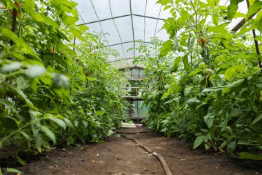 Serada sallanan domatesler, domates yetiştirmek için endüstriyel seralar..