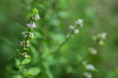 Bahçede taze yeşil nane yaprakları ve çiçekler.