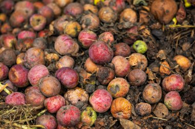 Çürük elmalar. Çürük elmalar. Atılmış çöp gibi çürük elmalar..