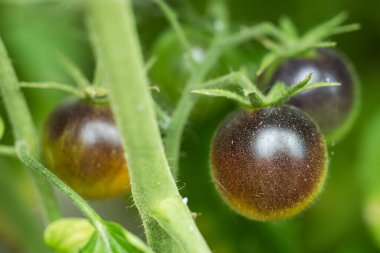 Dal üzerinde yeşil domatesler. Kapat..