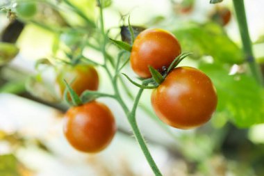 Bitkinin dallarında bir avuç domates olgunlaşır.,