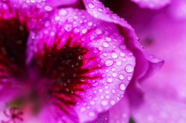 Yaprakların üzerinde su damlacıkları olan bir çiçek resmi..