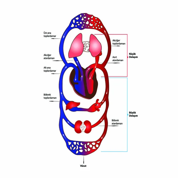 Vérkeringető rendszer. Plakát mutatja vérkeringés a szervezetben — Stock Vector