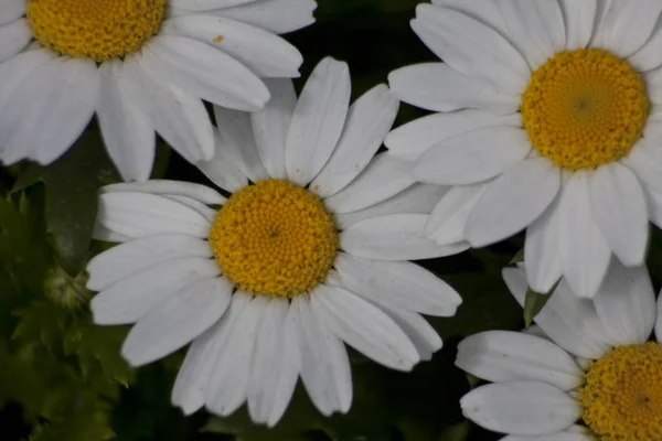 Daisy Flor Manzanilla Flores Blancas Margarita Flores — Foto de Stock