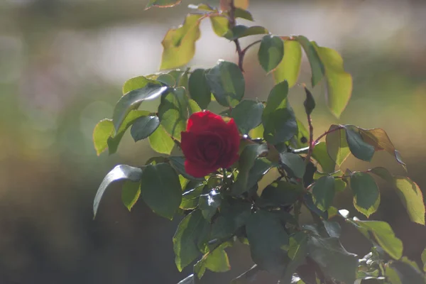 Flowers roses flowering in roses garden. Beatiful red roses in garden.