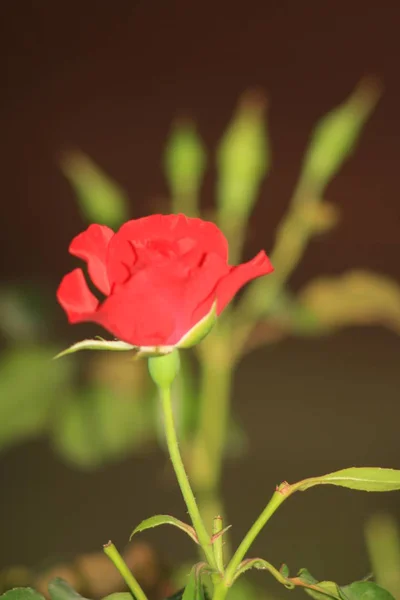 Flowers roses flowering in roses garden. Beatiful red roses in garden.