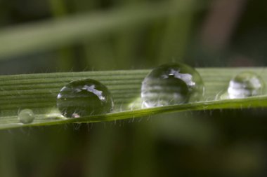 Su damlacıkları Hd duvar kağıdı ile yeşil yaprak