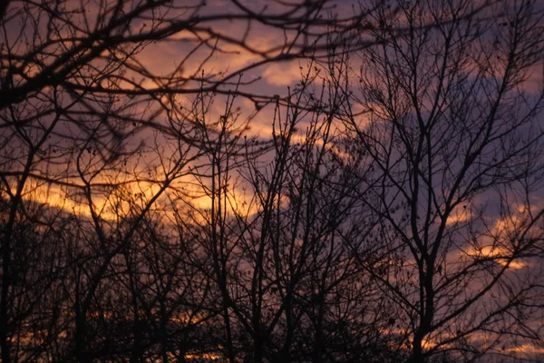 Karanlık ağaçları ile kırık bir gün batımı. Gökyüzü arkasında ağaçlar stok fotoğraf.