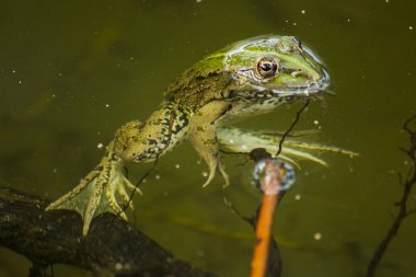 Kurbağa gölet kurbağa. Yeşil kurbağa