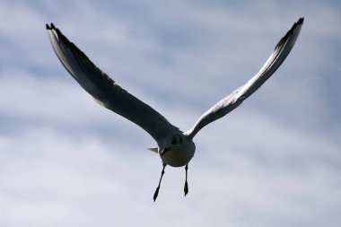 Mavi gökyüzünde süzülen beyaz martı