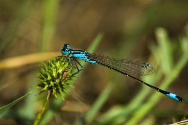 yaprak üzerinde oturan yusufçuk