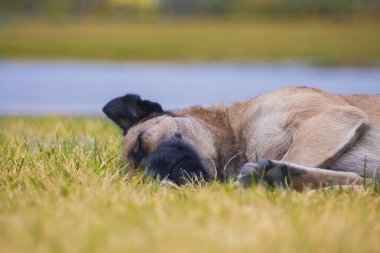 Köpek kendini çimlere yuvarlanıyor.