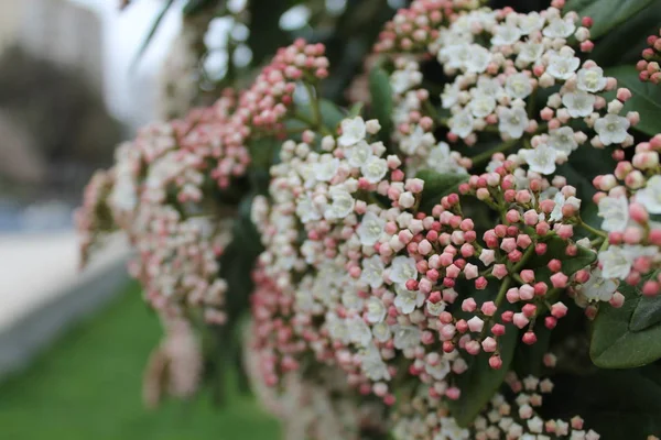 庭の色とりどりの花は — ストック写真