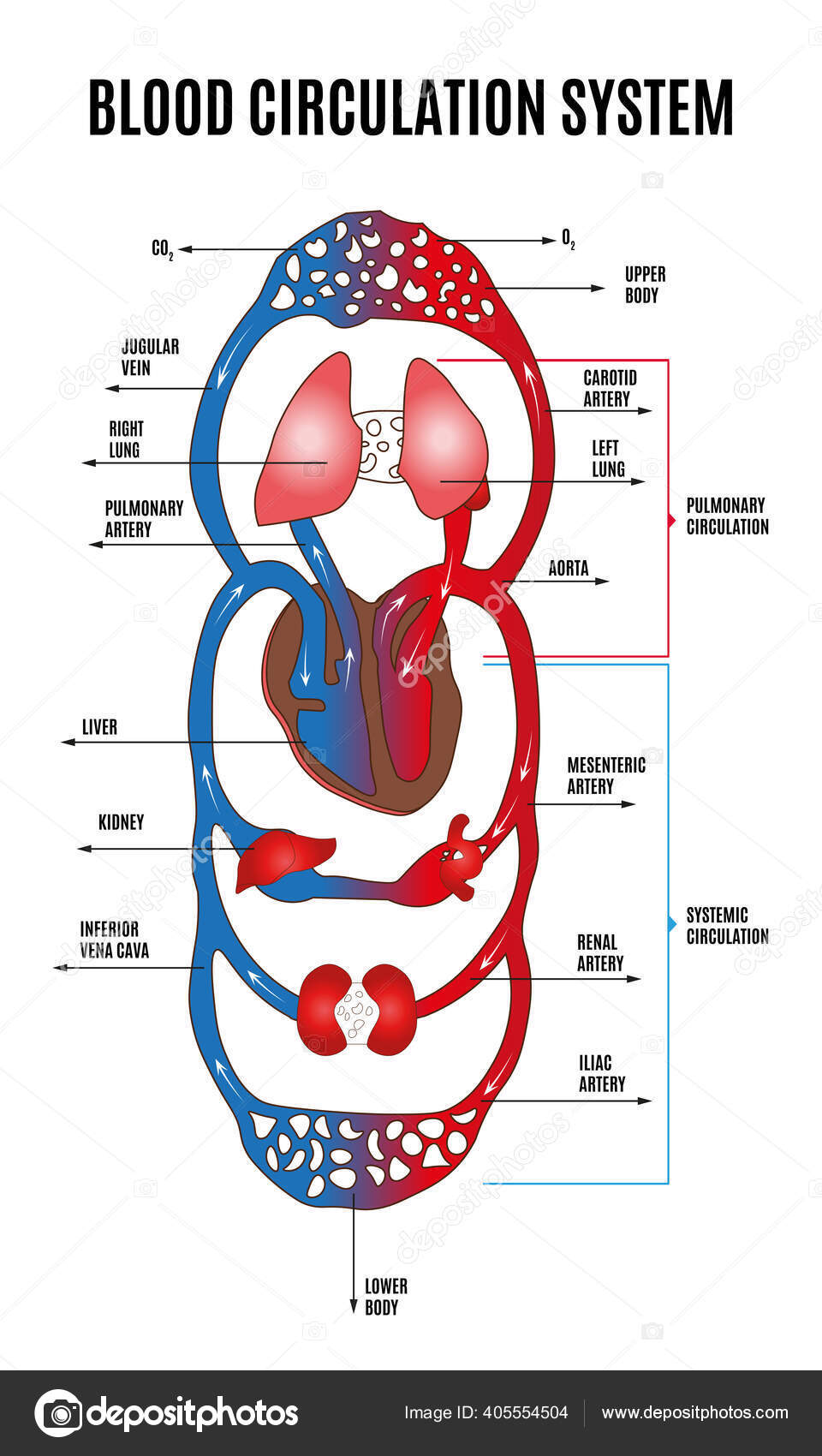 Schematic Diagram Of Circulation Explanation Architecture Ph schematic-diagram-of-circulation-explanation-architecture-ph