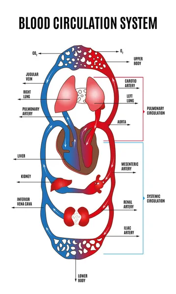 Sistema circulatorio humano. Diagrama del sistema circulatorio con las partes principales etiquetadas. Ilustración vectorial de grandes y pequeños círculos de circulación sanguínea en estilo plano. — Vector de stock