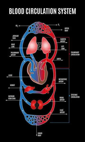 人类循环系统。标明主要部位的循环系统示意图.大小不等的扁平血液循环图例. — 图库矢量图片