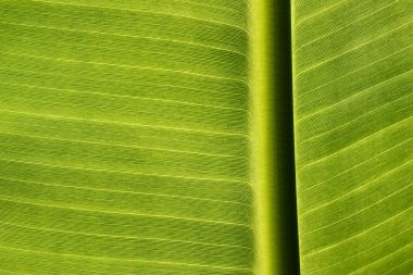 Tatlı güzel desen doku muz yaprakları