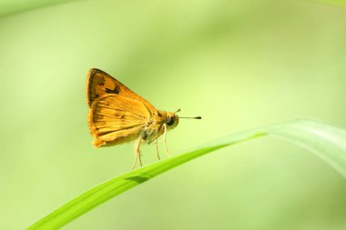 Yeşil zemin üzerine küçük şirin sarı kelebek.